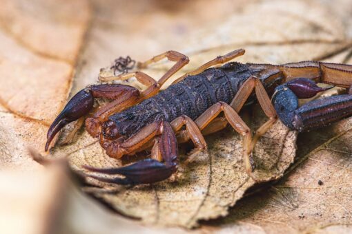 Quels sont les dangers de l’utilisation de la domotique ? Sécurité, vie privée et écologie
